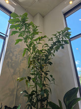 Load image into Gallery viewer, 10" Fishtail Palm
