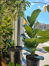 Load image into Gallery viewer, 8&quot; Ficus lyrata
