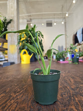 Load image into Gallery viewer, 4&quot; Monstera Burle Marx Flame

