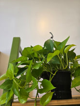 Load image into Gallery viewer, 8" Neon Pothos HB
