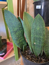 Load image into Gallery viewer, 10" Whale Fin Snake Plant
