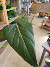 Load image into Gallery viewer, 6&quot; Philodendron Summer Glory
