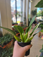 Load image into Gallery viewer, 4" Philodendron Fat Boy
