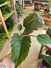 Load image into Gallery viewer, 6&quot; Philodendron Chocolate Empress
