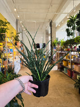 Load image into Gallery viewer, 6&quot; Fernwood Snake Plant
