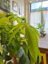 Load image into Gallery viewer, 14&quot; Money Tree
