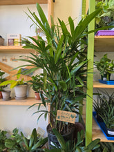 Load image into Gallery viewer, 10" Lady Palm (Rhapis Palm)
