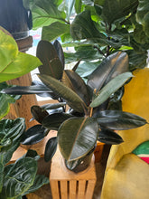 Load image into Gallery viewer, 10&quot; Ficus elastica
