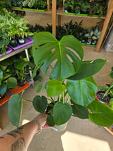 Load image into Gallery viewer, 6&quot; Monstera deliciosa
