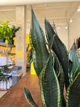 Load image into Gallery viewer, 8&quot; Whitney Snake Plant
