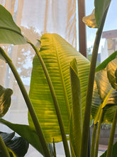 Load image into Gallery viewer, 17&quot; Bird of Paradise
