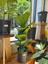 Load image into Gallery viewer, 8&quot; Ficus lyrata
