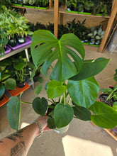 Load image into Gallery viewer, 6&quot; Monstera deliciosa
