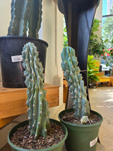 Load image into Gallery viewer, 8&quot; Cereus Monstrosus
