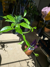 Load image into Gallery viewer, 4&quot; Hoya pubicalyx HB
