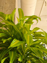 Load image into Gallery viewer, 10&quot; Dracaena Bronze Bay
