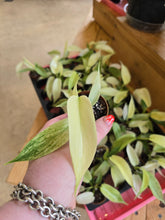 Load image into Gallery viewer, 2&quot; Phil. Florida Ghost Mint
