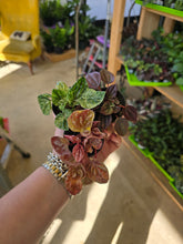 Load image into Gallery viewer, 2.5" Peperomia (asst.)
