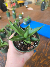 Load image into Gallery viewer, 4" Samurai Snake Plant
