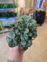 Load image into Gallery viewer, 4" Peperomia (asst.)
