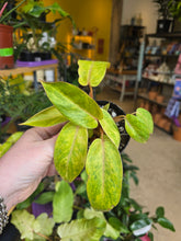Load image into Gallery viewer, 4&quot; Philodendron &#39;Painted Lady&#39;
