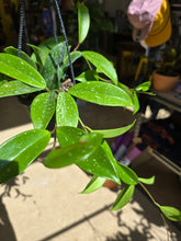 Load image into Gallery viewer, 4&quot; Hoya pubicalyx HB
