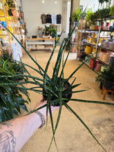 Load image into Gallery viewer, 6&quot; Fernwood Snake Plant
