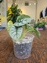 Load image into Gallery viewer, 6&quot; Alocasia Silver Dragon

