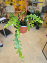 Load image into Gallery viewer, 6" Ric Rac Cactus
