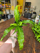Load image into Gallery viewer, 4" Bird's Nest Fern

