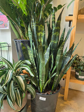 Load image into Gallery viewer, 12&quot; Snake Plant
