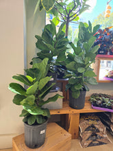Load image into Gallery viewer, 8" Ficus lyrata bush
