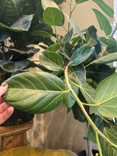 Load image into Gallery viewer, 12&quot; Ficus Audrey
