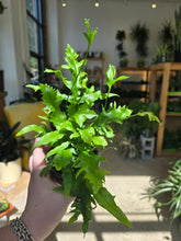 Load image into Gallery viewer, 4&quot; Footed Fern (asst.)

