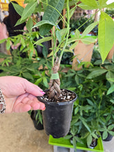 Load image into Gallery viewer, 4" Money Tree
