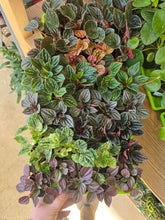 Load image into Gallery viewer, 2.5" Peperomia (asst.)

