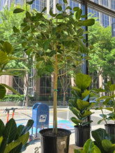 Load image into Gallery viewer, 14&quot; Ficus Audrey
