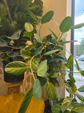 Load image into Gallery viewer, 12&quot; Ficus Audrey
