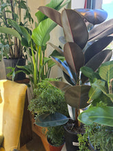 Load image into Gallery viewer, 10" Ficus elastica
