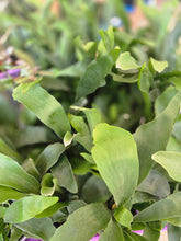 Load image into Gallery viewer, 4&quot; Staghorn Fern
