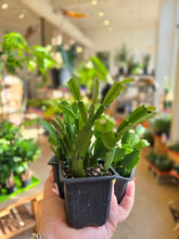 Load image into Gallery viewer, 3" Holiday Cactus
