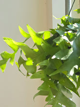 Load image into Gallery viewer, 8&quot; Fern Leaf Cactus HB
