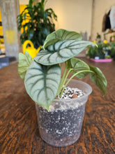 Load image into Gallery viewer, 6&quot; Alocasia Silver Dragon
