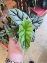 Load image into Gallery viewer, 4&quot; Alocasia Silver Dragon
