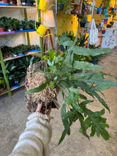 Load image into Gallery viewer, Small Mounted Plant
