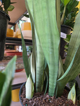 Load image into Gallery viewer, snake plant moonshine
