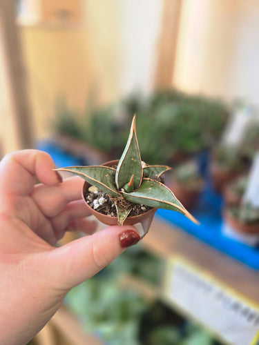 snake plant pinguicula