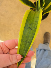 Load image into Gallery viewer, snake plant silver laurentii leaf
