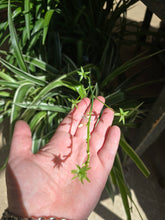 Load image into Gallery viewer, spider plant bloom
