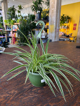 Load image into Gallery viewer, spider plant hanging basket
